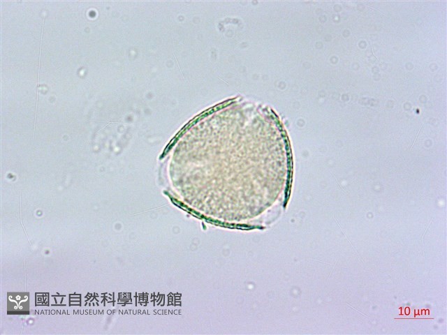 裡白蔥木藏品圖，第4張