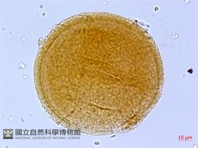 葛瑪蘭芭蕉藏品圖，第3張