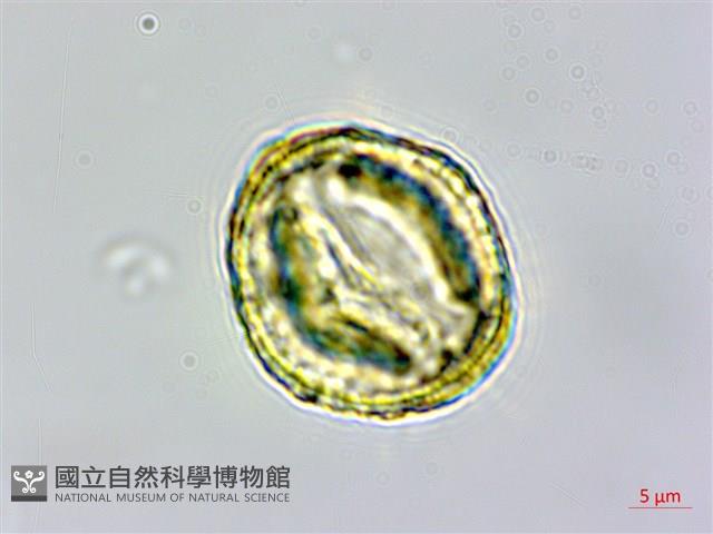 白櫟藏品圖，第3張