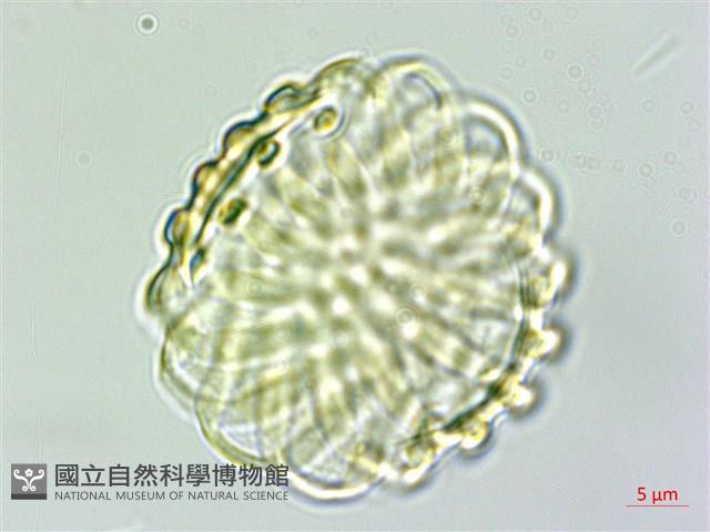 蓼葉遠志藏品圖，第3張