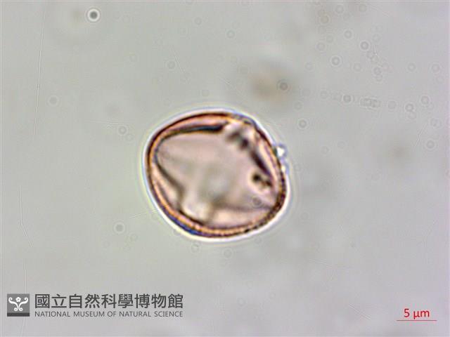 平伏莖白花菜、成功白花菜藏品圖，第4張