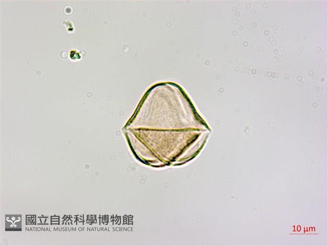 大花忍冬葉桑寄生藏品圖，第3張