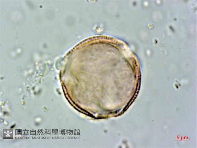 錫蘭玉心花藏品圖，第3張