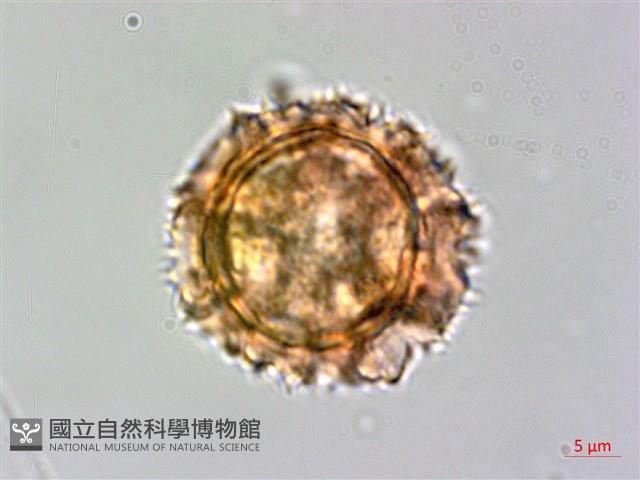 黃鵪菜藏品圖，第3張