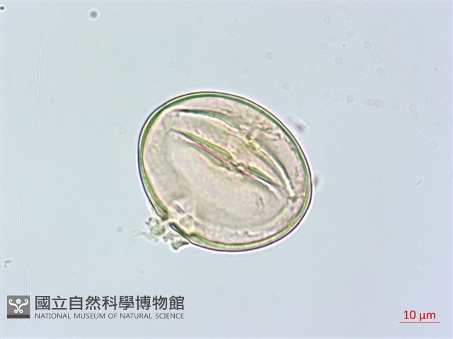 俄氏柿藏品圖，第4張
