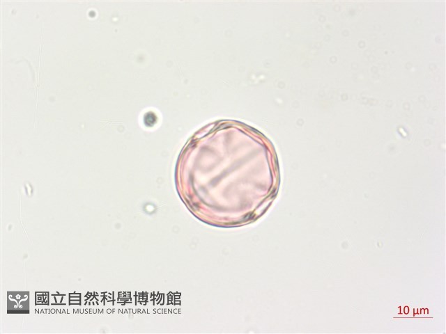 燈籠草藏品圖，第4張