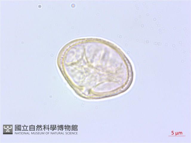 乞食碗藏品圖，第3張