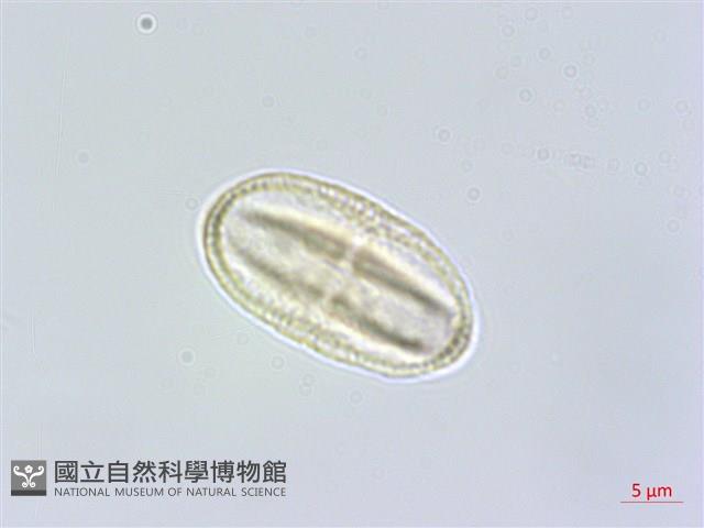 白花前胡藏品圖，第3張