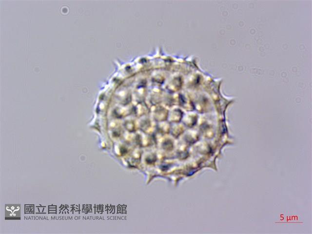 能高籟簫藏品圖，第4張