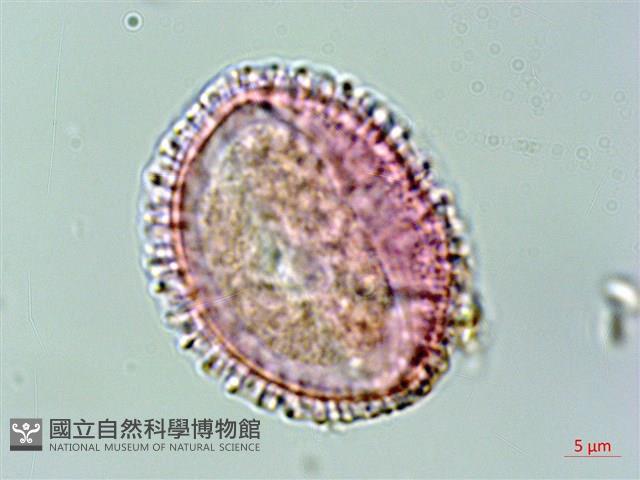 著生珊瑚樹藏品圖，第4張