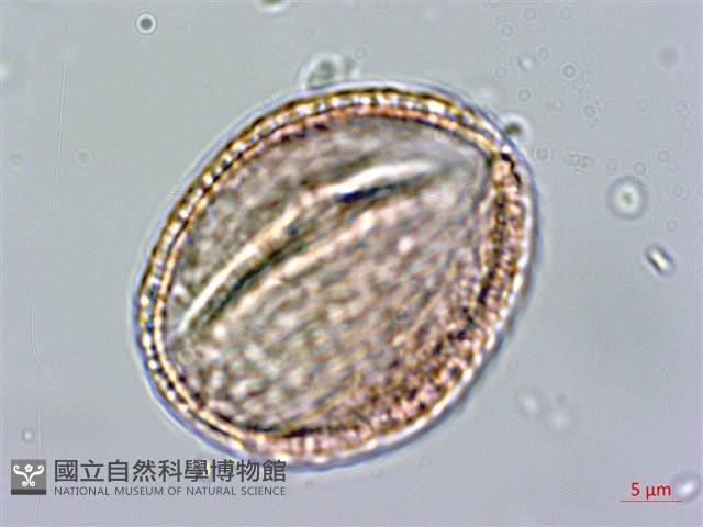 黃斑龍膽藏品圖，第3張