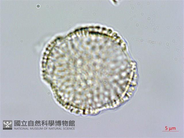 多花滇南蛇藤藏品圖，第4張
