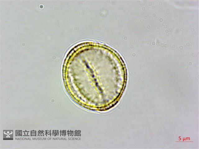 串鼻龍藏品圖，第4張