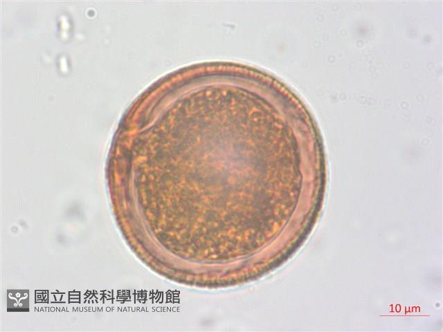 野路葵藏品圖，第3張