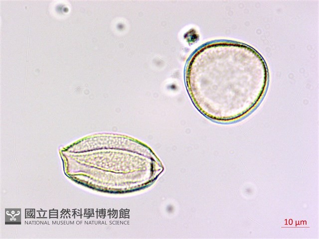七葉一枝花藏品圖，第4張