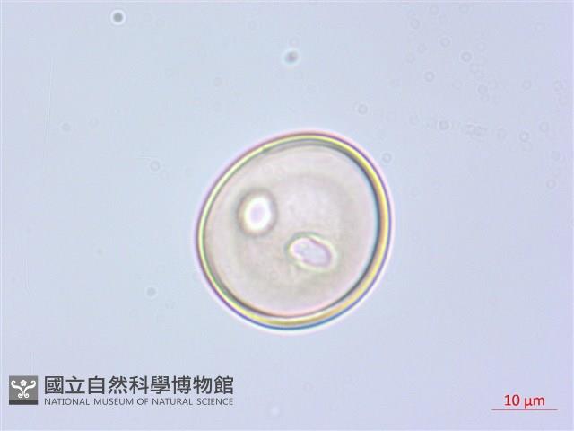 阿里山水晶蘭藏品圖，第3張