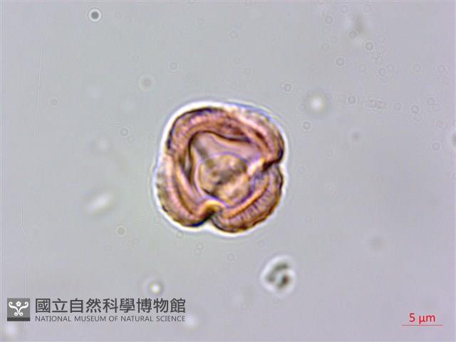 牡蒿藏品圖，第3張