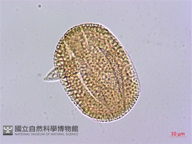 三角葉西番蓮藏品圖，第3張