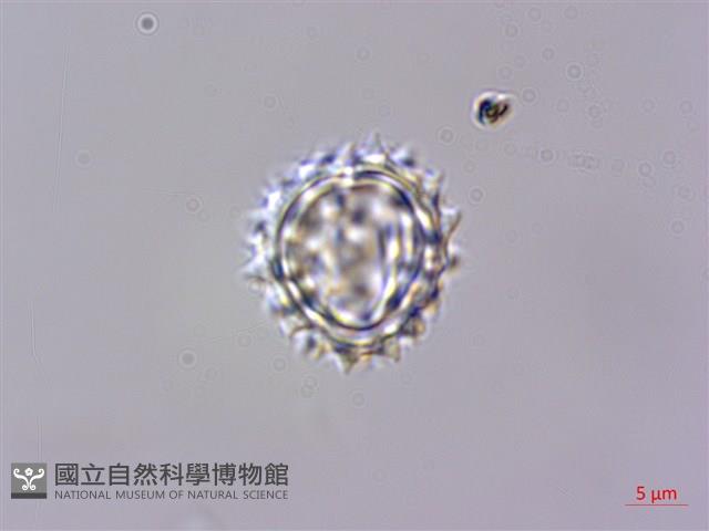 玉山抱莖籟簫藏品圖，第4張