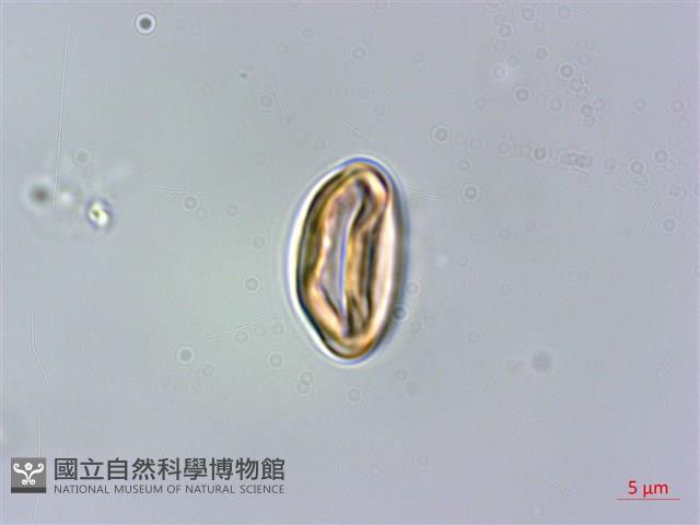 密脈赤楠藏品圖，第4張
