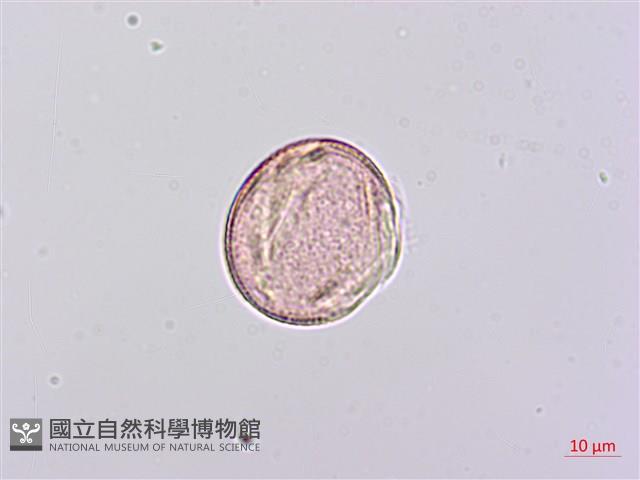 田菁藏品圖，第3張