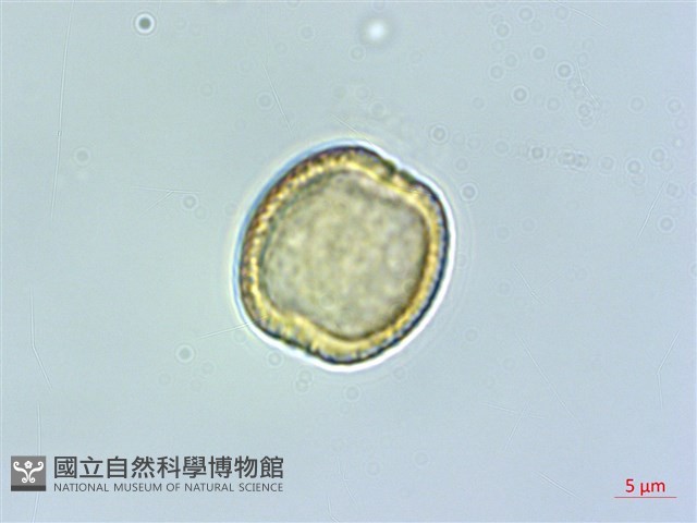 筆羅子藏品圖，第3張