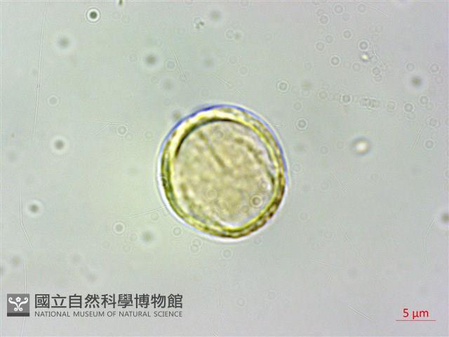 蘭嶼虎皮楠藏品圖，第3張