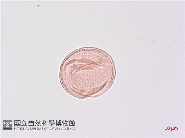 山香圓藏品圖，第3張