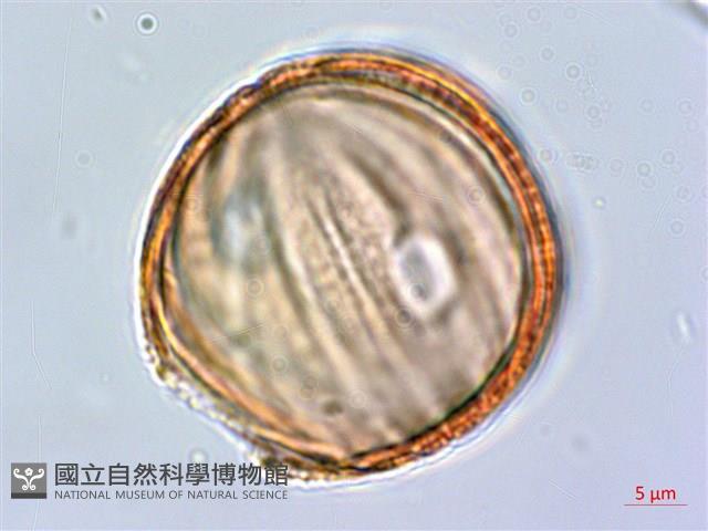 水蓑衣藏品圖，第4張