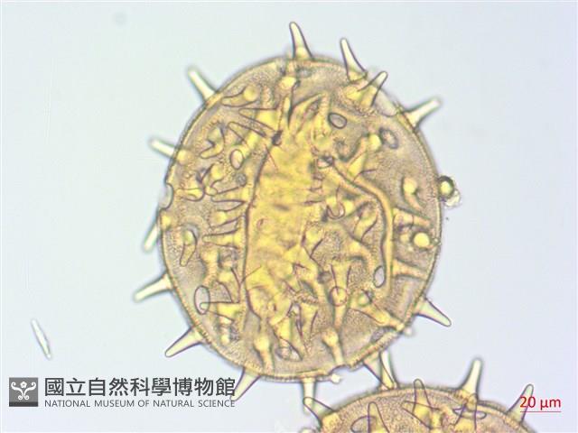 山芙蓉、臺灣山芙蓉、狗頭芙蓉藏品圖，第3張