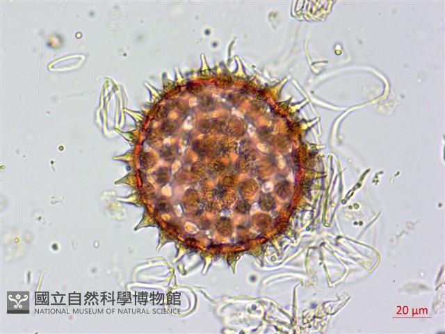 馬鞍藤藏品圖，第3張