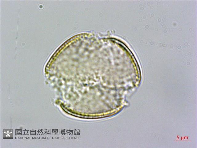 亨利氏鐵線蓮藏品圖，第4張