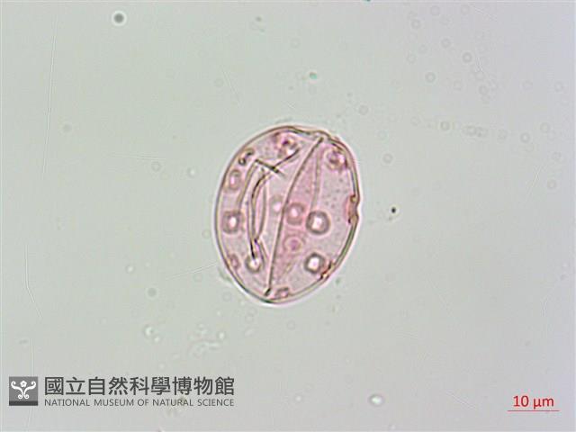 Accession Number:S042940 Collection Image, Figure 4, Total 5 Figures