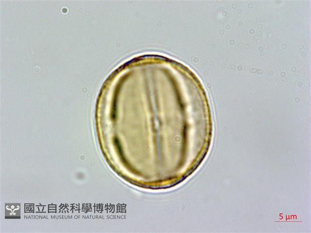 臺灣金絲桃藏品圖，第3張