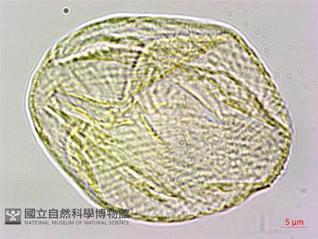 高山翻白草藏品圖，第3張