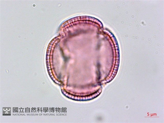 平原菟絲子藏品圖，第3張