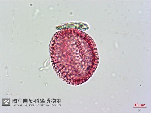 山素英藏品圖，第4張