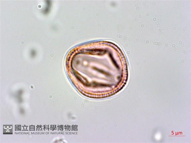 異型葉木犀、刺格藏品圖，第3張
