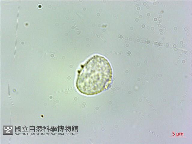 廬山樓梯草藏品圖，第3張