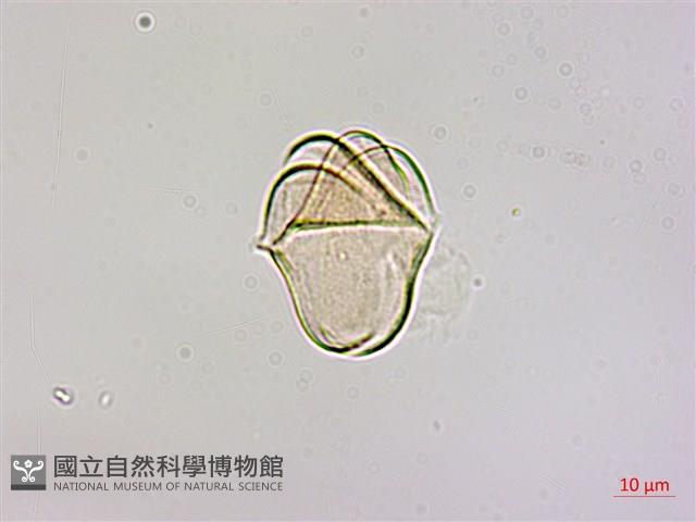 Accession Number:S050770 Collection Image, Figure 4, Total 4 Figures