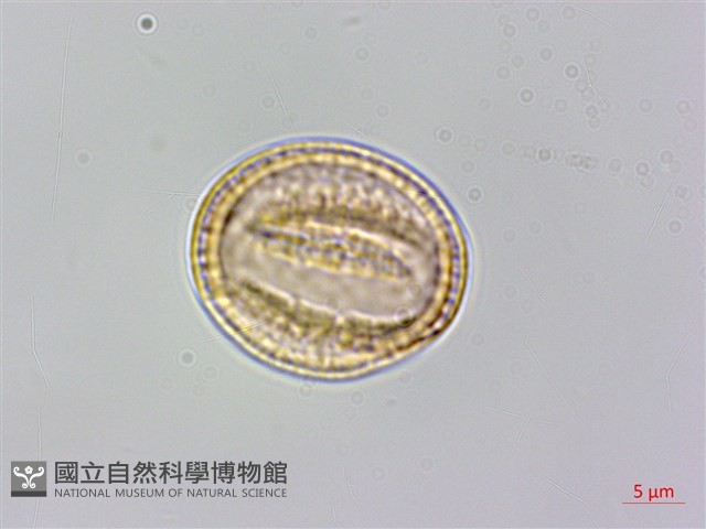 鵝鑾鼻鐵線蓮藏品圖，第3張