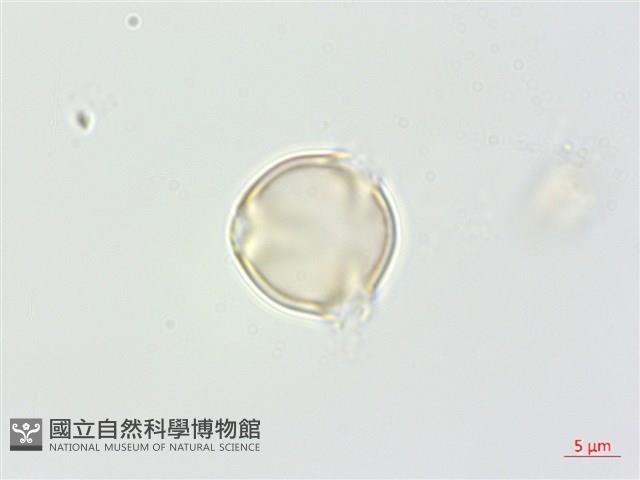 凹葉柃木、濱柃木、翠米茶藏品圖，第3張