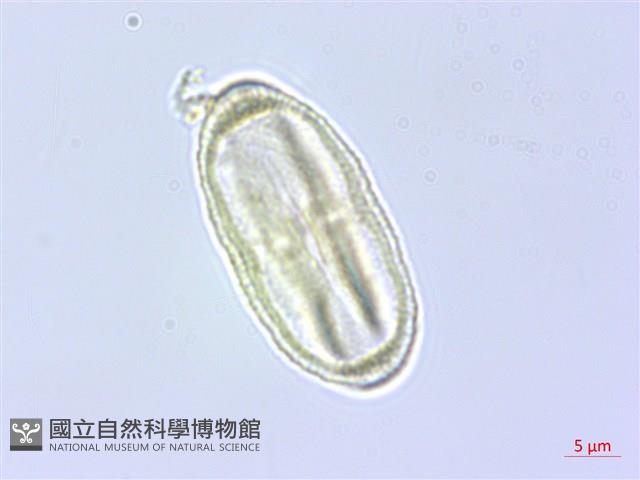 細苞蒿本藏品圖，第3張