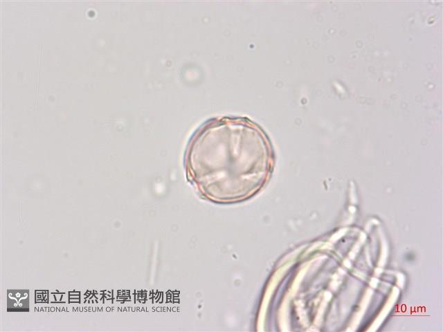 燈籠草藏品圖，第4張