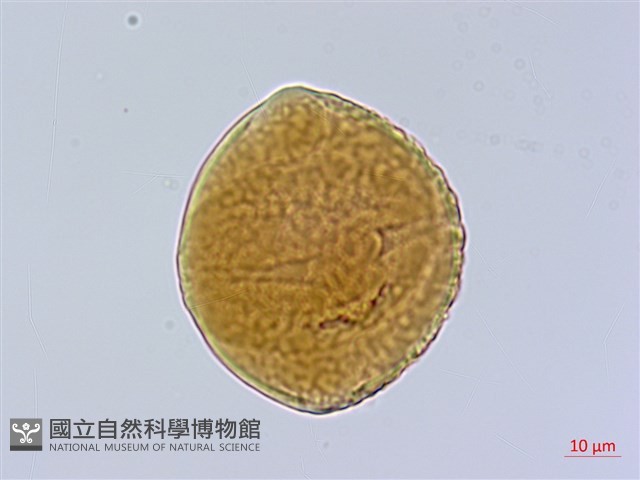 西班牙三葉草、營多山螞蝗、營多藤藏品圖，第3張