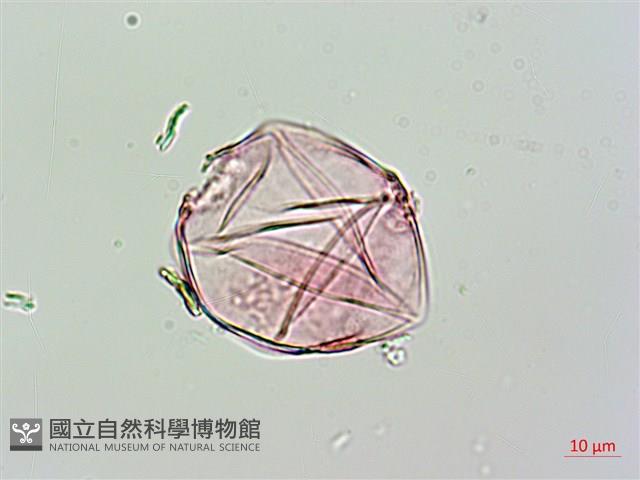 爬森藤藏品圖，第3張