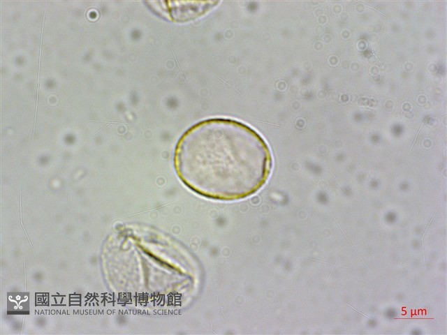 西南冷水麻藏品圖，第3張