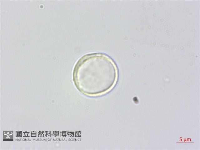 瘤冠麻藏品圖，第3張