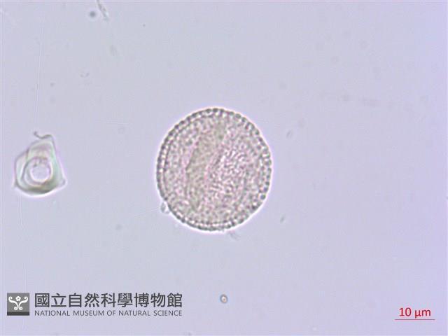 芫花藏品圖，第3張