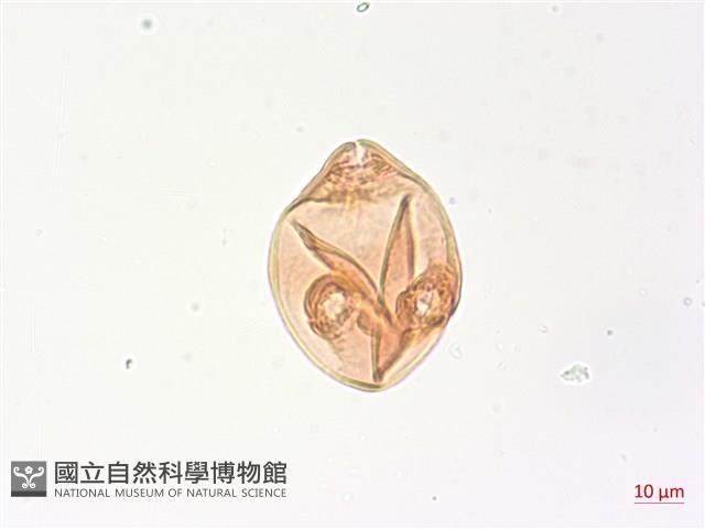 細葉水丁香藏品圖，第3張